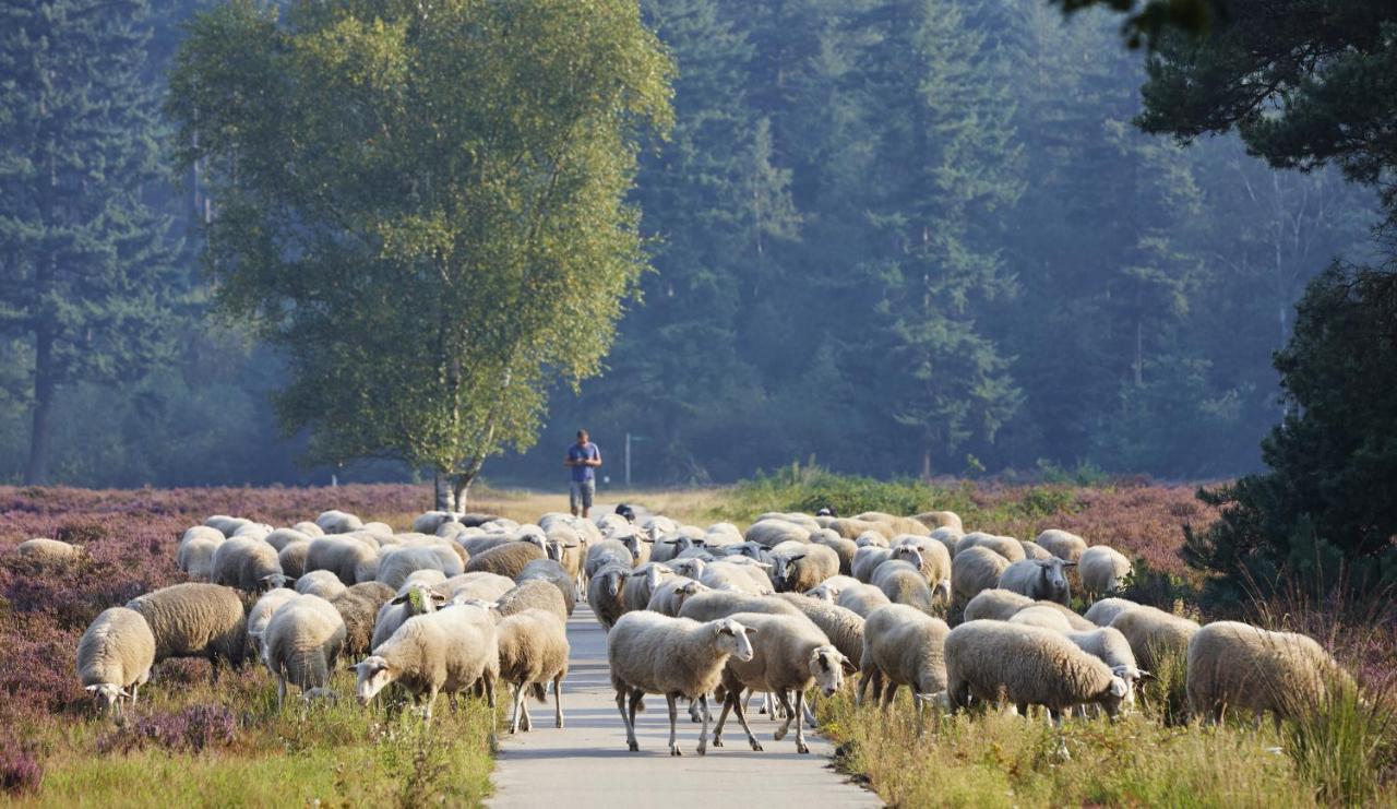 Herberg De Zwaan إلسبيت المظهر الخارجي الصورة